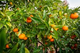 The Goleta Orchard House | The Chosen Collection