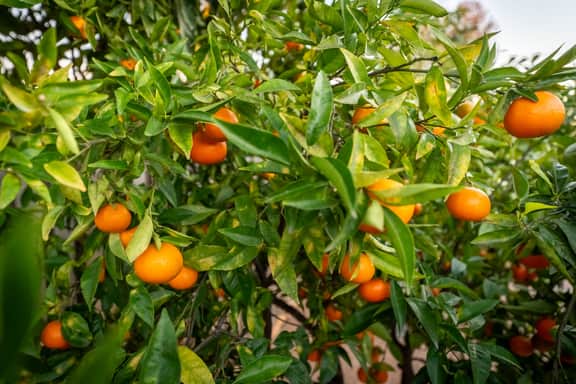The Goleta Orchard House | The Chosen Collection